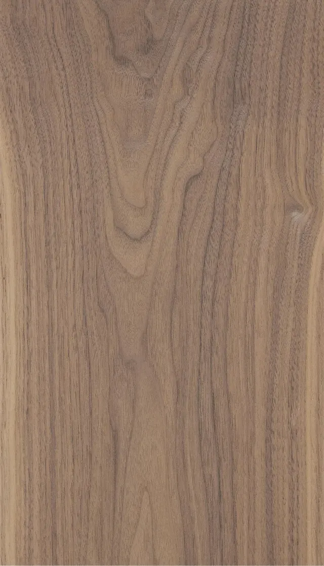 American Black Walnut 008