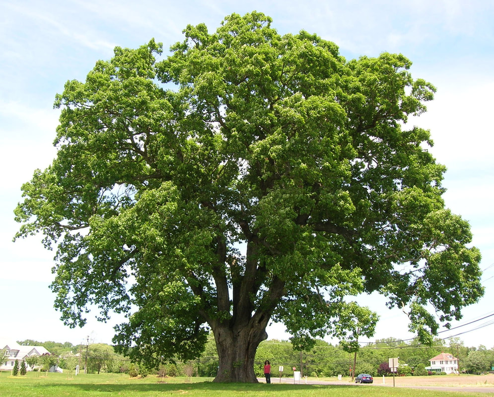 American Oak Tree