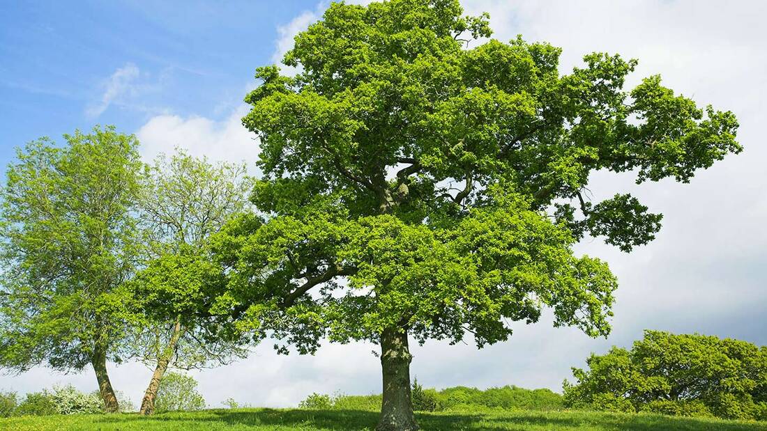 European Oak Tree